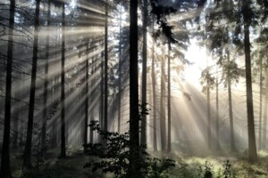  Wie Lüneburg seinen Stadtwald fit für die Zukunft macht