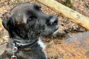 Brut- und Setzzeit beginnt: Wo Hunde in Lüneburg an die Leine müssen