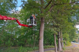 Deutlich mehr Meldungen zum Eichenprozessionsspinner in Lüneburg – Keine Entfernung von Nestern im Wald